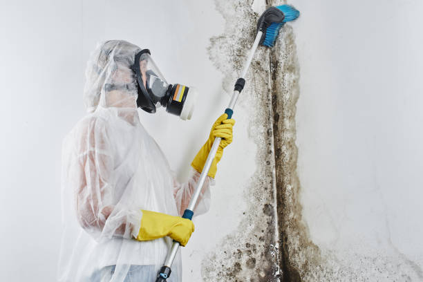 Environmental Consulting for Mold Prevention in Demarest, NJ